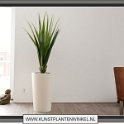 ananasplant 105 in primus plus